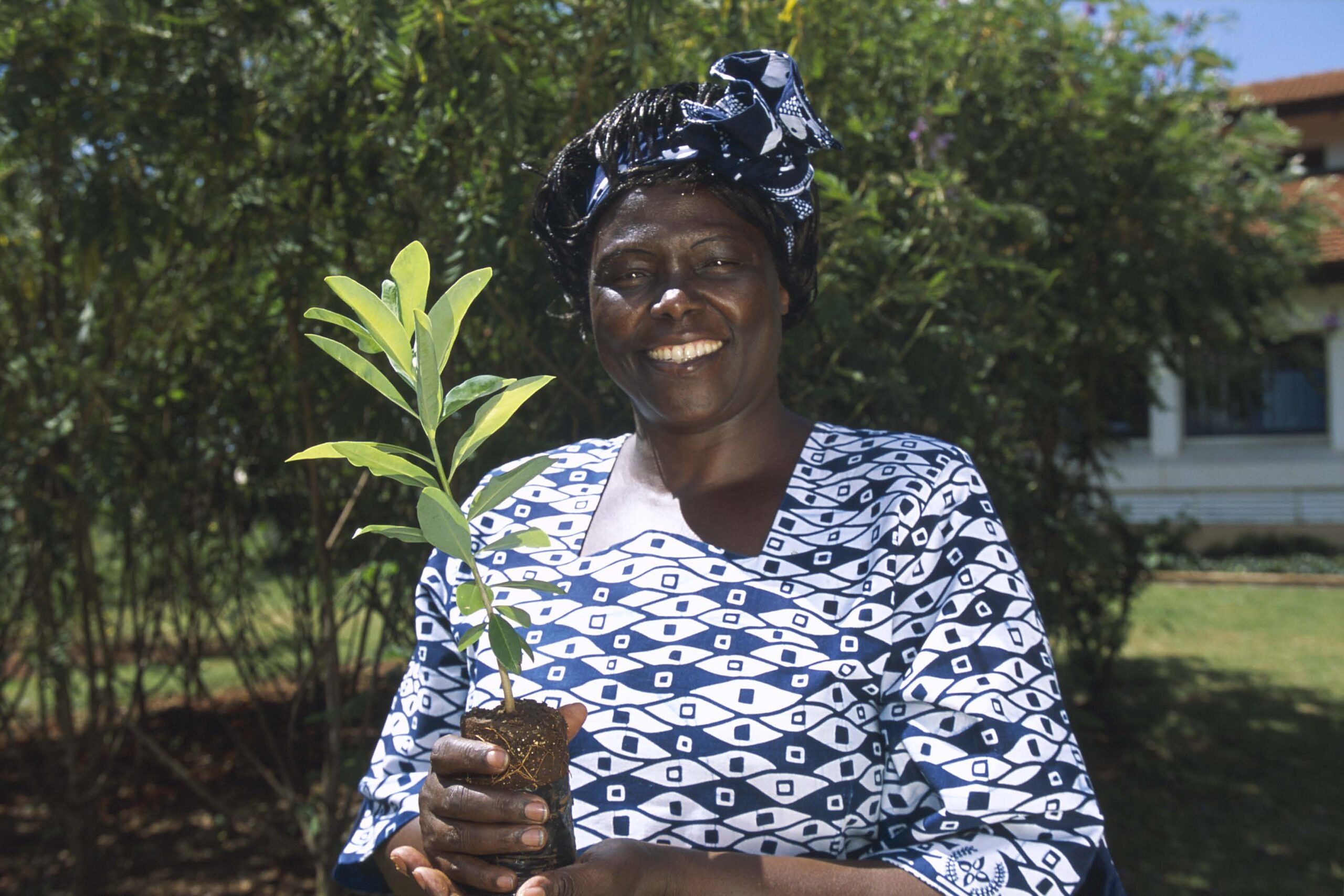 Wangari Maathai Clash With The Kenya Government 